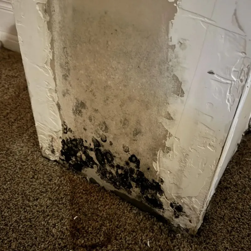 Professional Mold Removal in Carlisle, OH